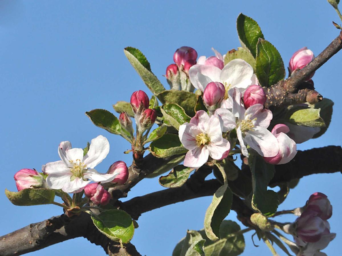 Ferienwohnung Rudis Obstgarten 요크 외부 사진
