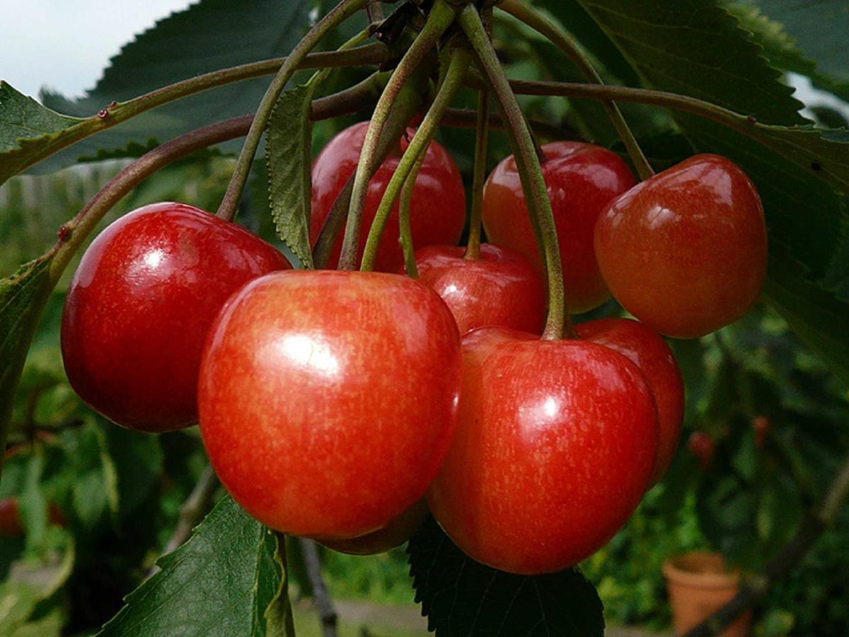 Ferienwohnung Rudis Obstgarten 요크 외부 사진